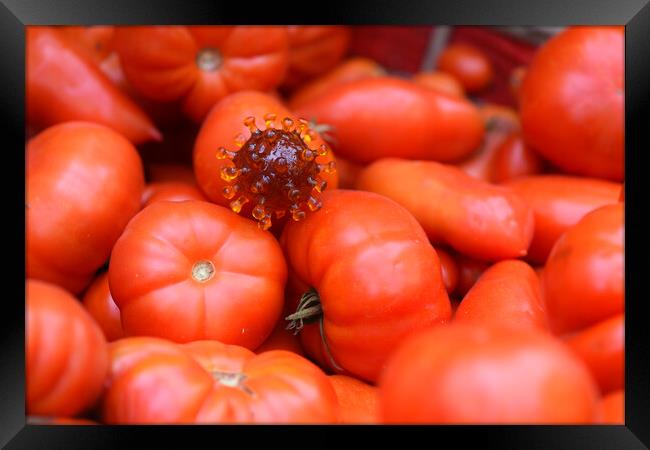 coronavirus covid-19 on tomatoes in a basket Framed Print by Alessandro Della Torre