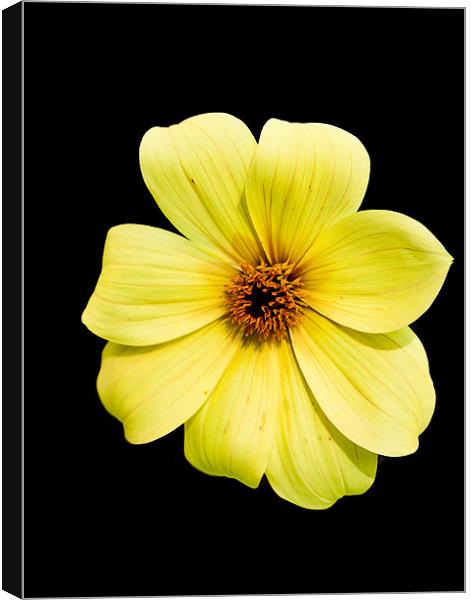 Yellow Flower on Black Canvas Print by Dawn O'Connor