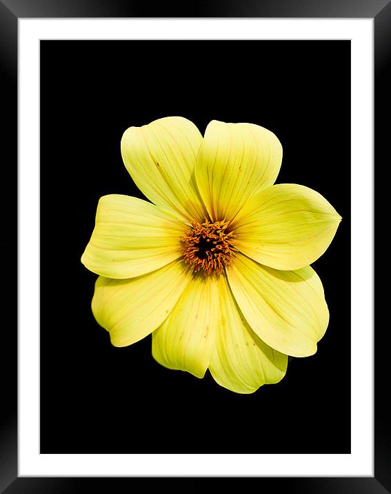 Yellow Flower on Black Framed Mounted Print by Dawn O'Connor