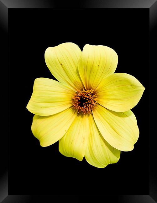 Yellow Flower on Black Framed Print by Dawn O'Connor