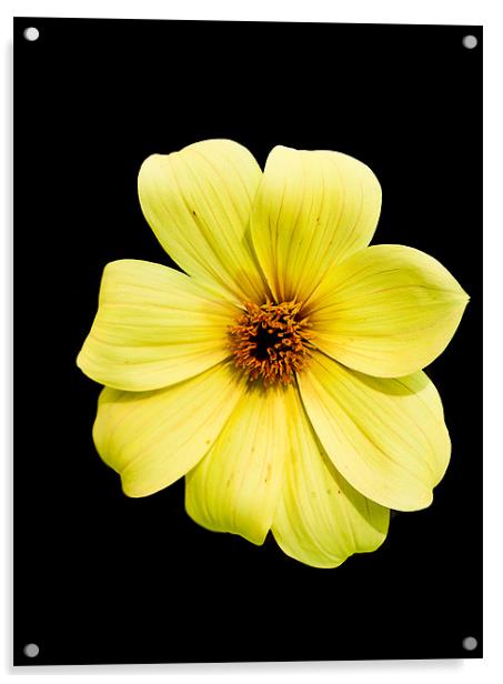 Yellow Flower on Black Acrylic by Dawn O'Connor