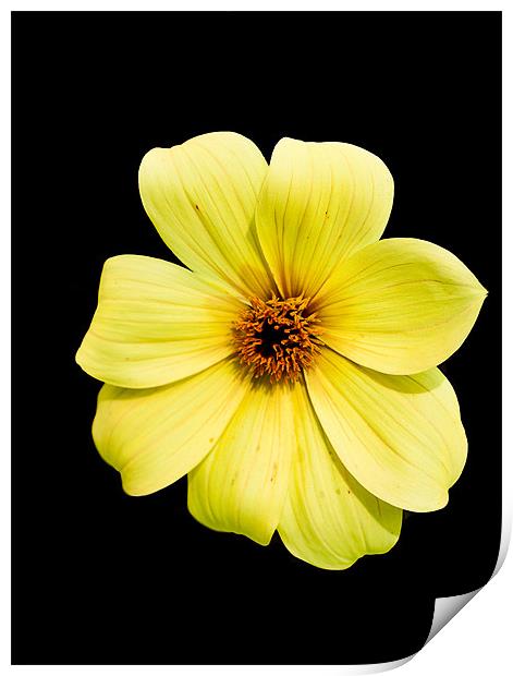 Yellow Flower on Black Print by Dawn O'Connor