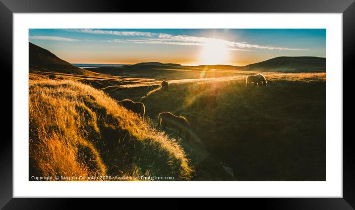Authentic wild Icelandic horses in nature riding in golden. Framed Mounted Print by Joaquin Corbalan