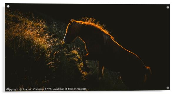 Authentic wild Icelandic horses in nature riding in golden. Acrylic by Joaquin Corbalan
