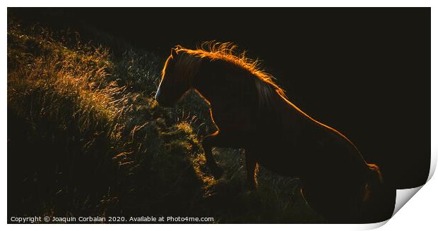 Authentic wild Icelandic horses in nature riding in golden. Print by Joaquin Corbalan