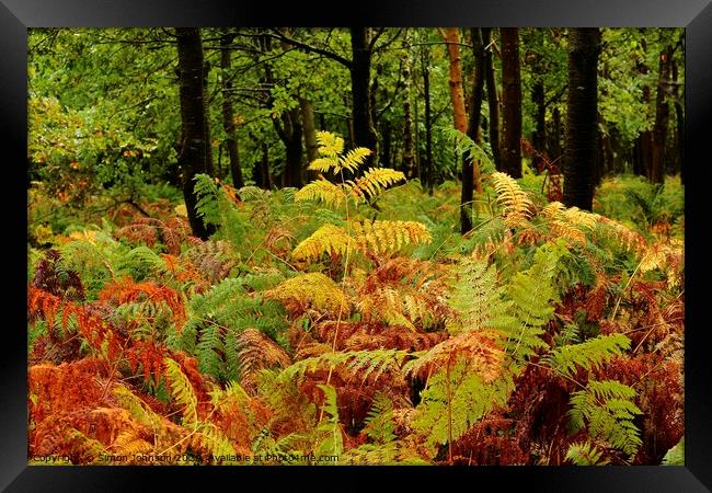 Woodland ferns Framed Print by Simon Johnson
