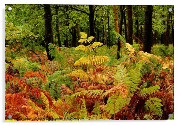 Woodland ferns Acrylic by Simon Johnson