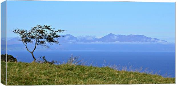Lone tree and Isle of Arran Canvas Print by Allan Durward Photography