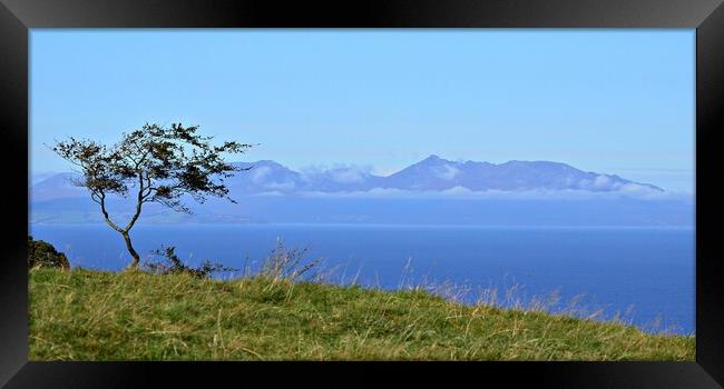 Lone tree and Isle of Arran Framed Print by Allan Durward Photography