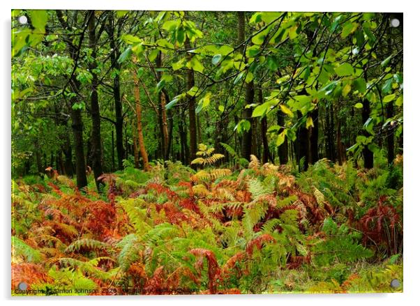 Woodland ferns Acrylic by Simon Johnson