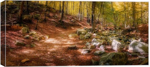 Colorful beech forest in autumnal in mountain Mont Canvas Print by Arpad Radoczy