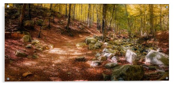 Colorful beech forest in autumnal in mountain Mont Acrylic by Arpad Radoczy