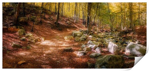 Colorful beech forest in autumnal in mountain Mont Print by Arpad Radoczy