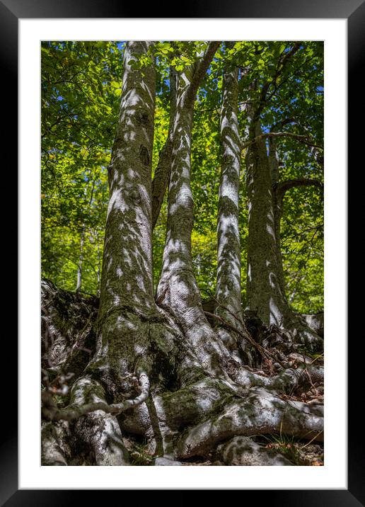 Dense beech forest with tall trees. Framed Mounted Print by Arpad Radoczy
