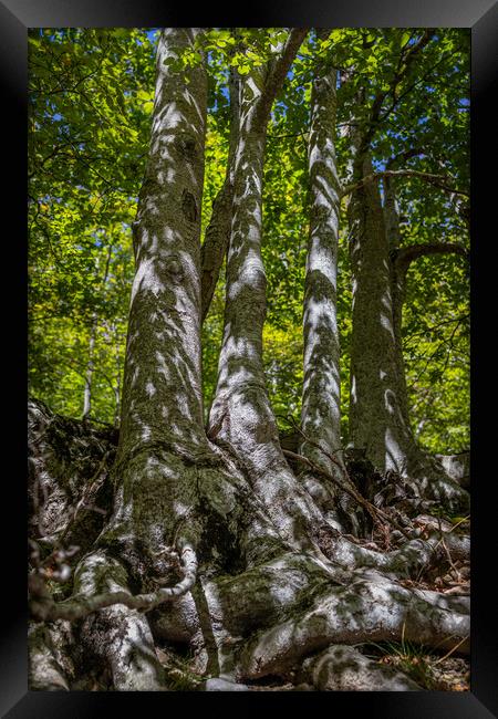 Dense beech forest with tall trees. Framed Print by Arpad Radoczy