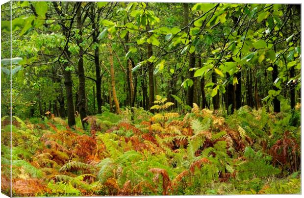 Woodland ferns Canvas Print by Simon Johnson