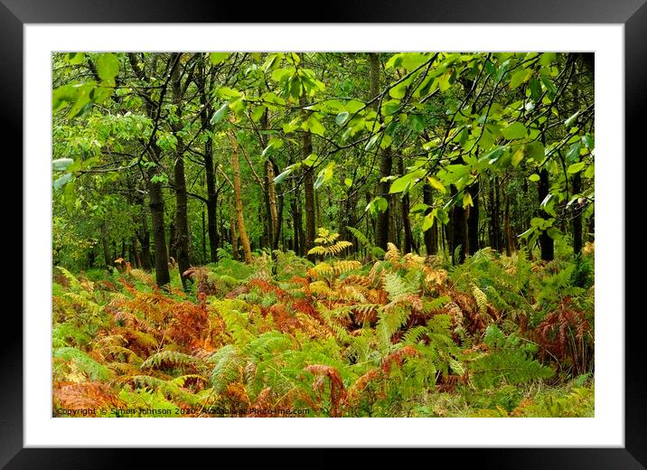 Woodland ferns Framed Mounted Print by Simon Johnson