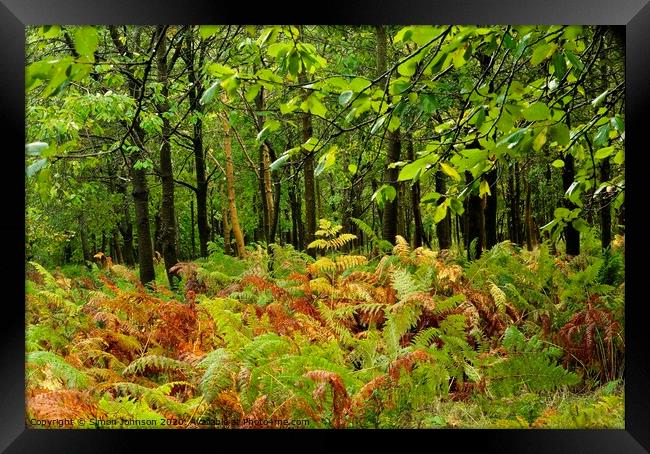 Woodland ferns Framed Print by Simon Johnson