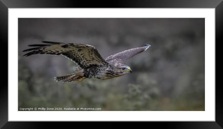 Buzzard in flight Framed Mounted Print by Phillip Dove LRPS