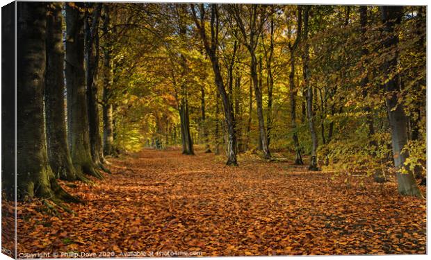 Autumn Woodland Canvas Print by Phillip Dove LRPS
