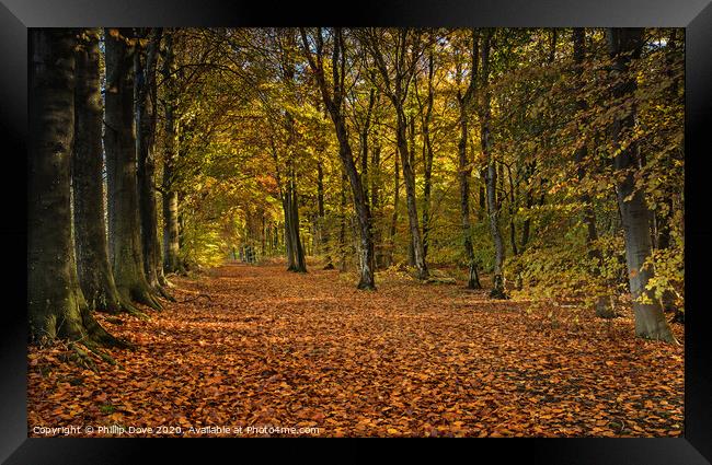 Autumn Woodland Framed Print by Phillip Dove LRPS