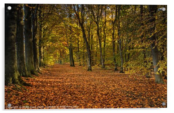 Autumn Woodland Acrylic by Phillip Dove LRPS