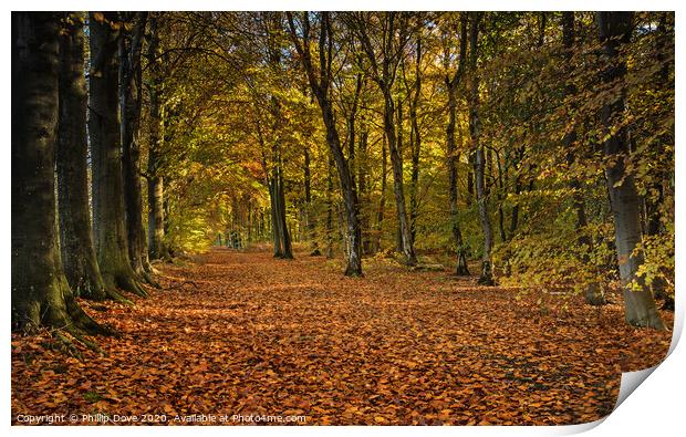 Autumn Woodland Print by Phillip Dove LRPS