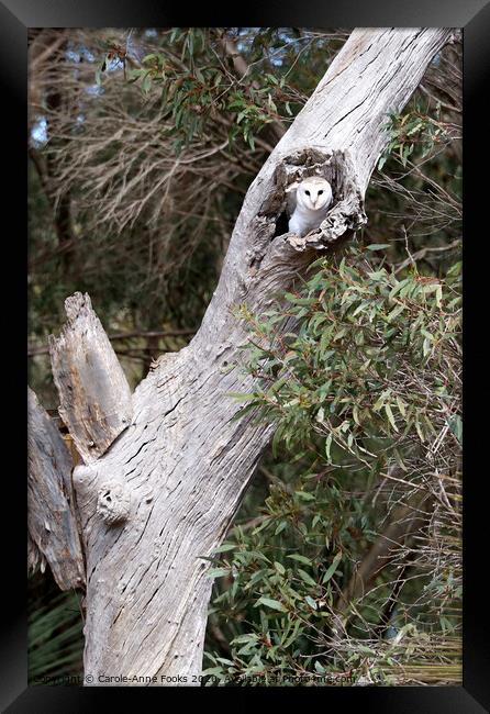 Australian Barn Owl Framed Print by Carole-Anne Fooks