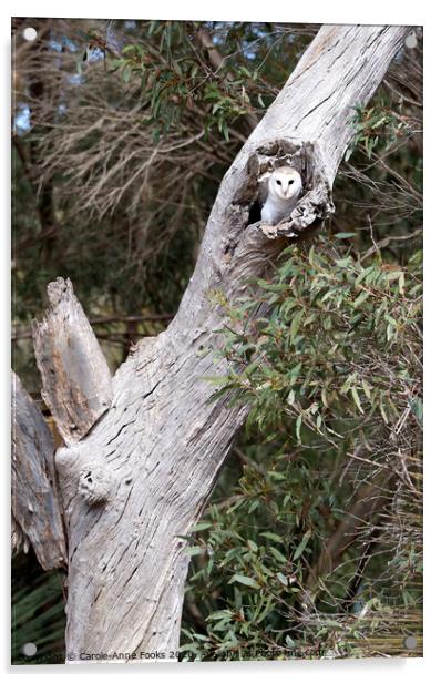 Australian Barn Owl Acrylic by Carole-Anne Fooks