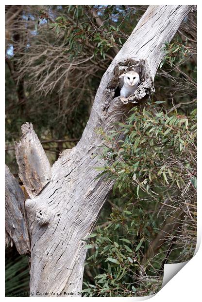 Australian Barn Owl Print by Carole-Anne Fooks