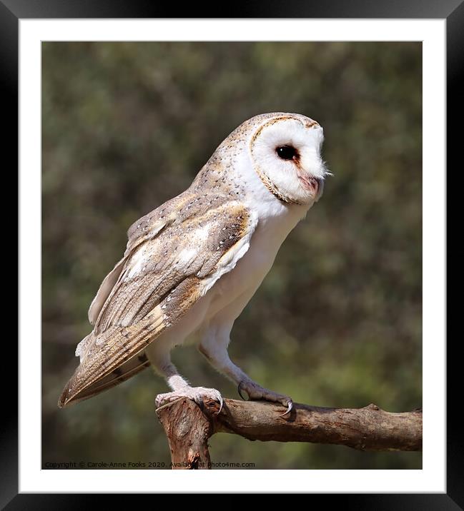 Australian Barn Owl Framed Mounted Print by Carole-Anne Fooks