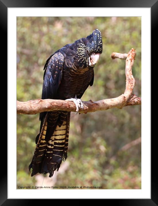 Female Red-tailed Black Cockatoo Framed Mounted Print by Carole-Anne Fooks