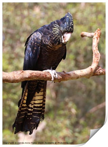 Female Red-tailed Black Cockatoo Print by Carole-Anne Fooks