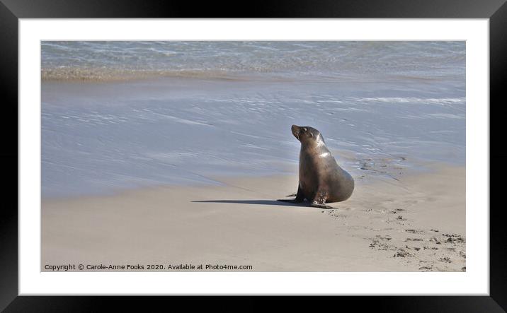Seal at Seal Bay Framed Mounted Print by Carole-Anne Fooks