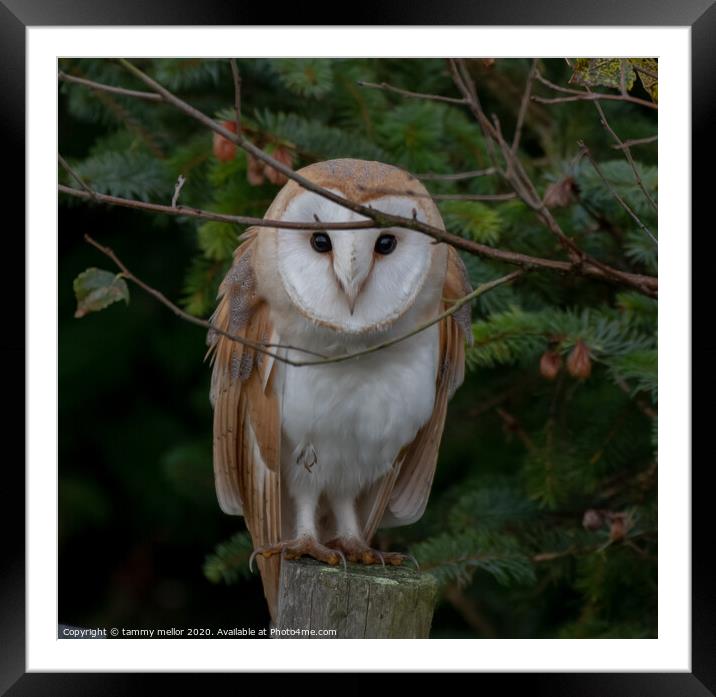 Majestic Barn Owl Stares into Your Soul Framed Mounted Print by tammy mellor