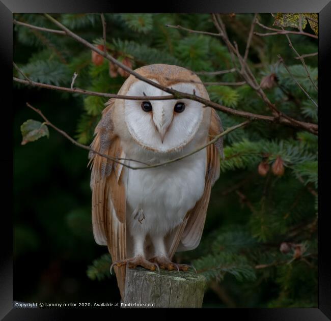 Majestic Barn Owl Stares into Your Soul Framed Print by tammy mellor