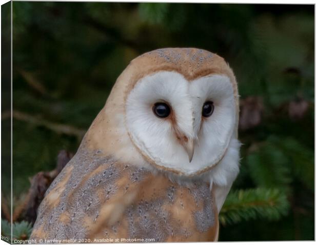 Majestic Barn Owl Stuns in Staffordshire Moorlands Canvas Print by tammy mellor
