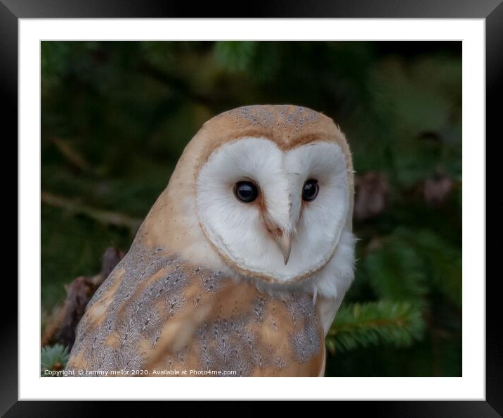 Majestic Barn Owl Stuns in Staffordshire Moorlands Framed Mounted Print by tammy mellor