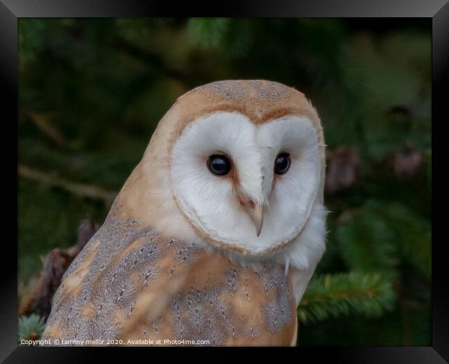 Majestic Barn Owl Stuns in Staffordshire Moorlands Framed Print by tammy mellor