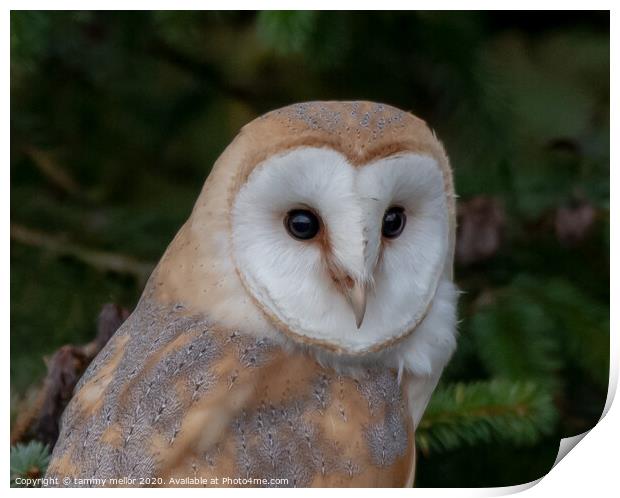 Majestic Barn Owl Stuns in Staffordshire Moorlands Print by tammy mellor