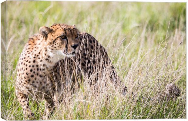 East African cheetah in long grass Canvas Print by Jason Wells