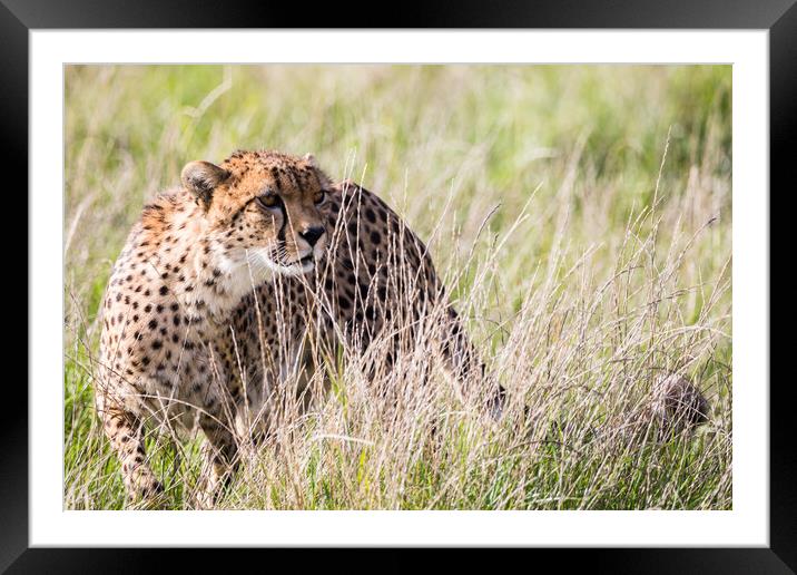 East African cheetah in long grass Framed Mounted Print by Jason Wells