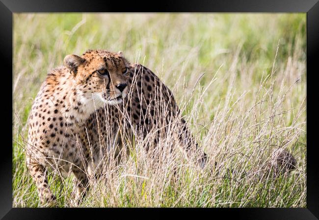 East African cheetah in long grass Framed Print by Jason Wells