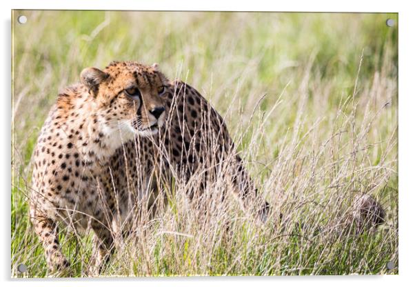 East African cheetah in long grass Acrylic by Jason Wells