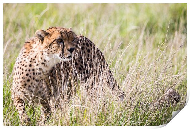 East African cheetah in long grass Print by Jason Wells