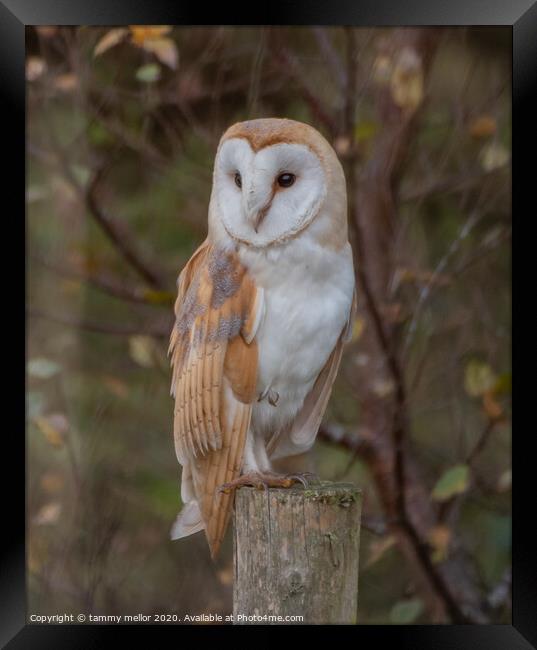 Majestic Barn Owl Stuns Photographer Framed Print by tammy mellor