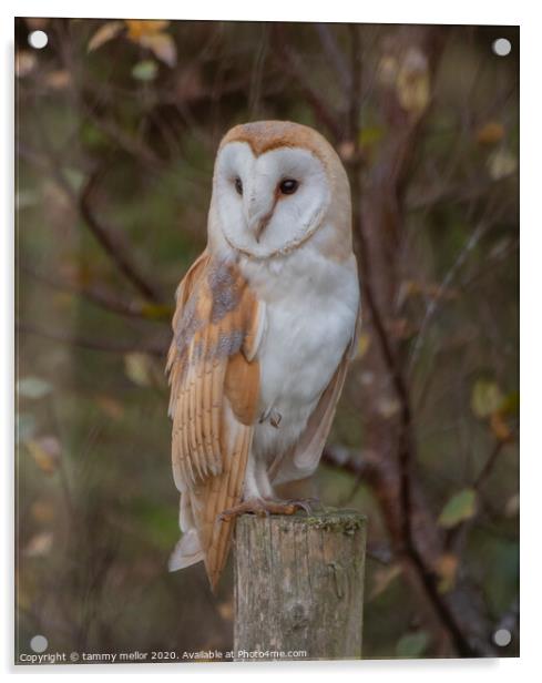 Majestic Barn Owl Stuns Photographer Acrylic by tammy mellor