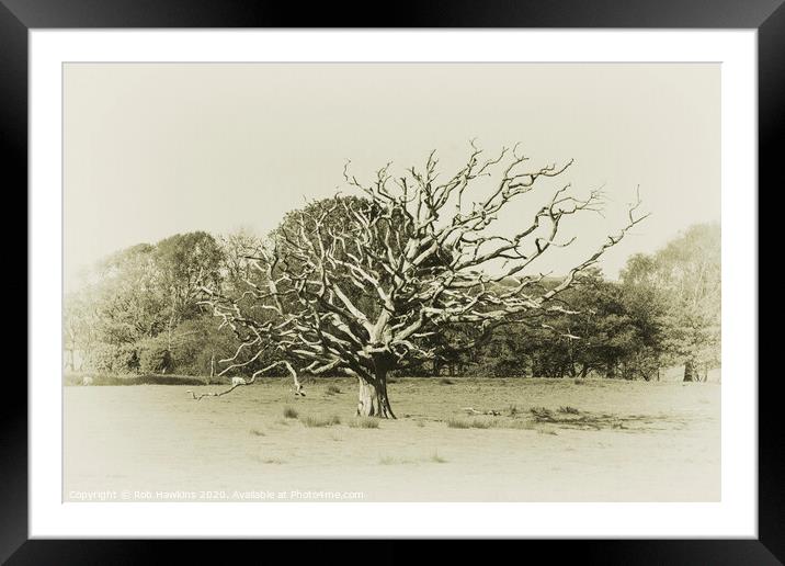 The Dead Tree  Framed Mounted Print by Rob Hawkins