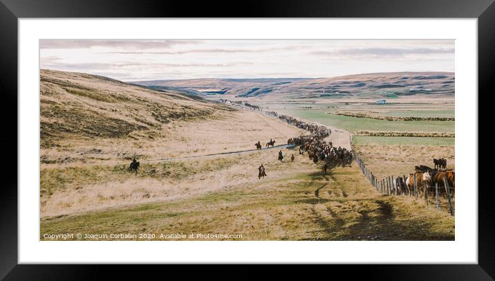 Authentic wild Icelandic horses in nature riding. Framed Mounted Print by Joaquin Corbalan