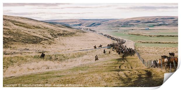 Authentic wild Icelandic horses in nature riding. Print by Joaquin Corbalan